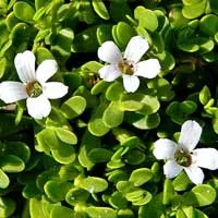Bacopa Monnieri - CogniHoney™