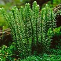 Huperzia Serrata - CogniHoney™